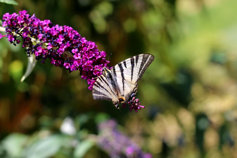 Le papillon zèbre