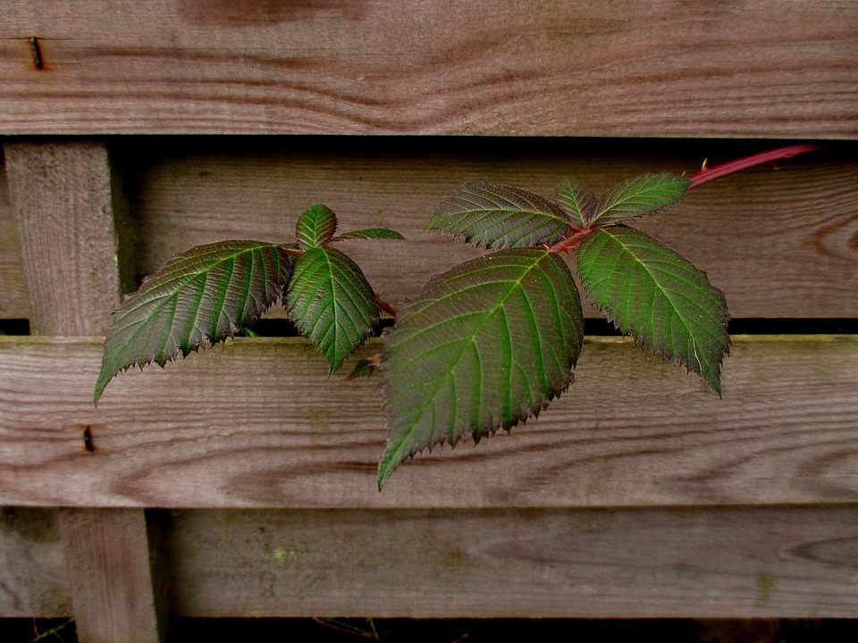 Brombeerblatt entwine romantic