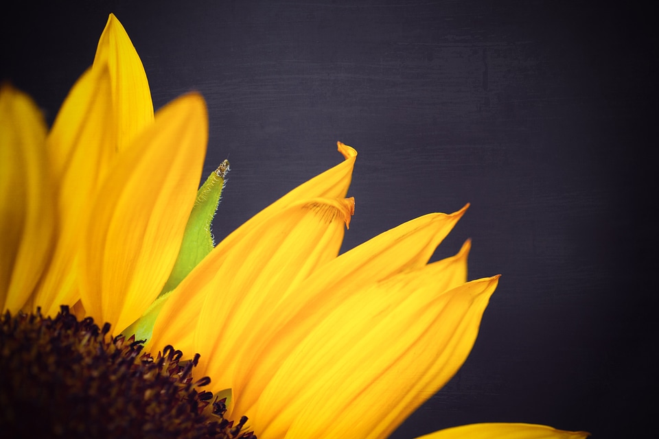 Plant leaf yellow flowers