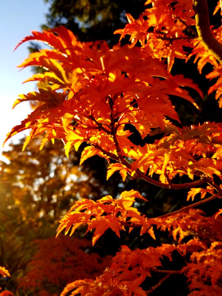 Day 298. Autumn in Orange