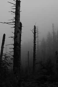 The fog tatry a gray day photo