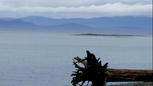 Driftwood ocean and sky
