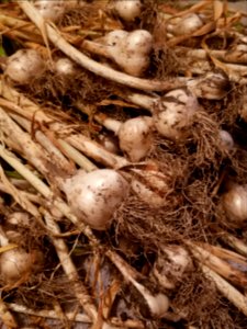 Day 197 The garlic is in