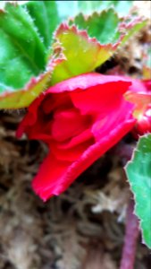 Day 202 #365photo #dailyphoto crouching begonia hidden message.