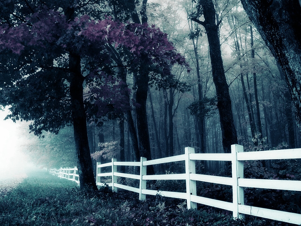 Fence twilight nature