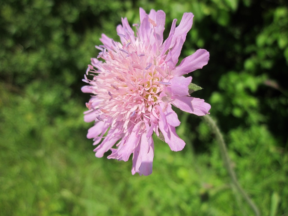 Botany plant inflorescence