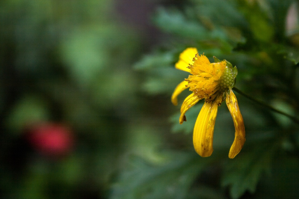 Flower damaged flower flowers