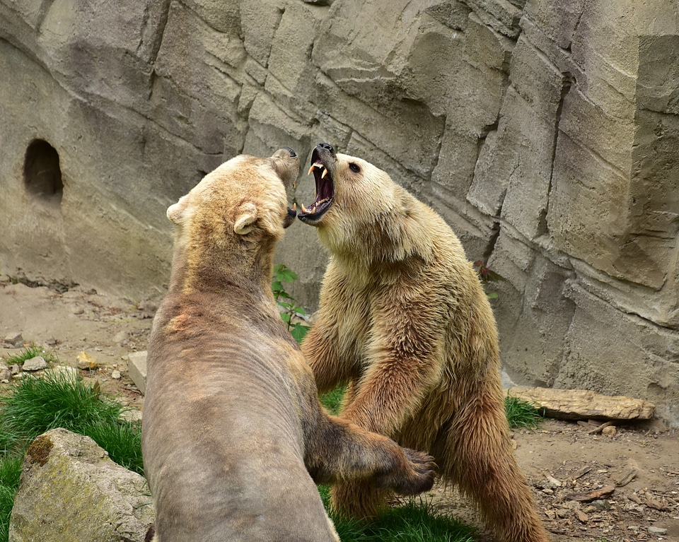 Polar bear bear enclosure dangerous