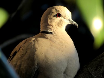 Bird Profile photo