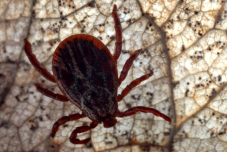 Dermacentor marginatus