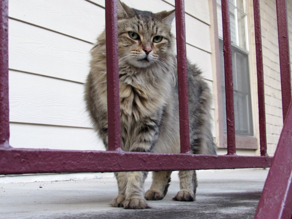 On The Prowl