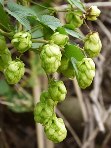 Hop beer vegetable