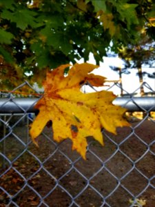 Day 303 on the fence