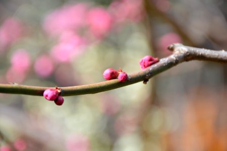 梅花
