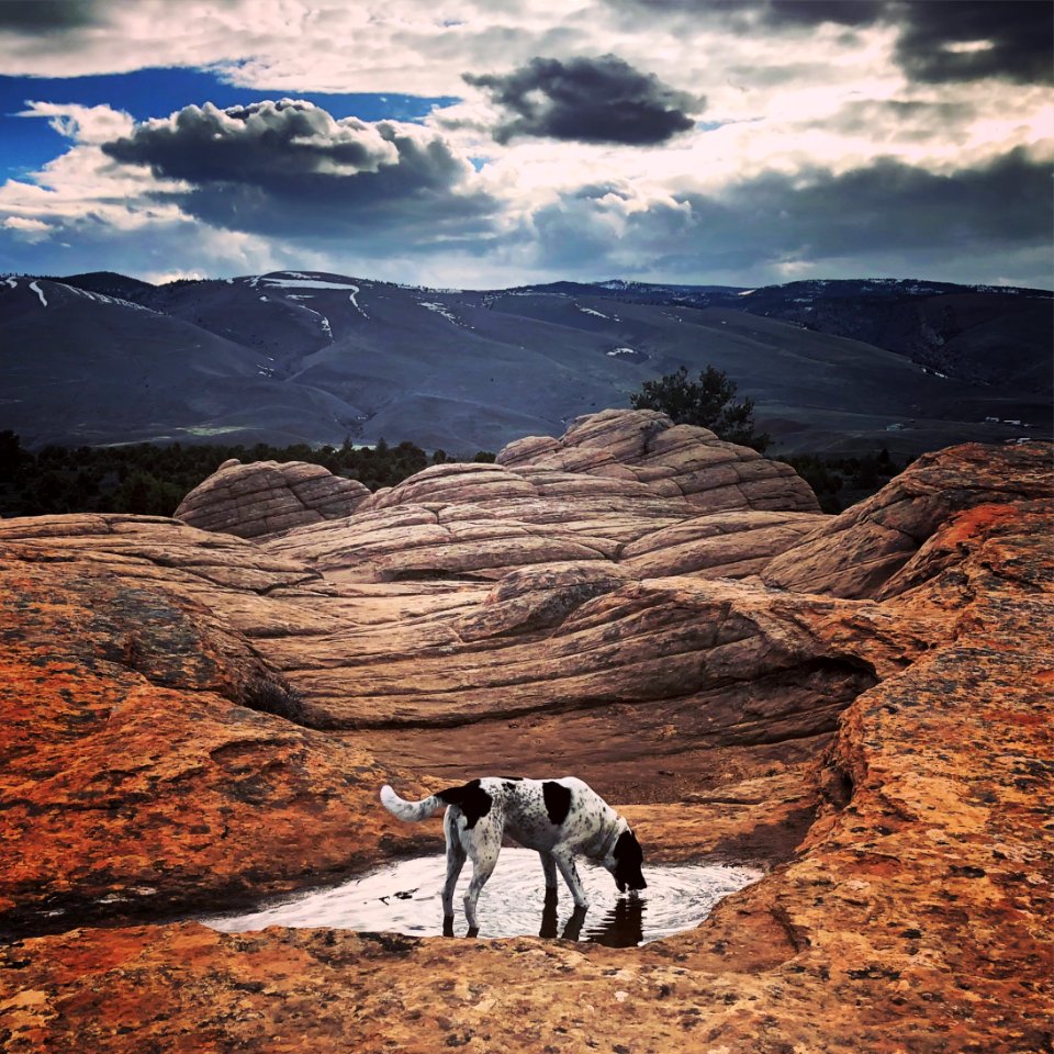 TrailDog.TheBusRecArea.JohannaBlanchard