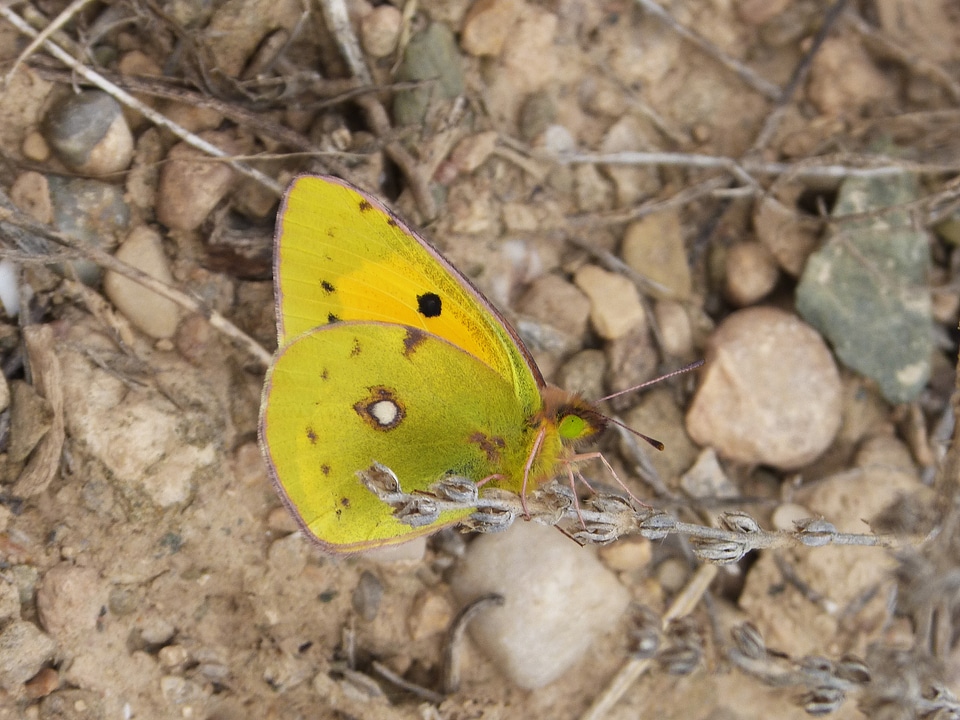 Macro unusual rare butterfly