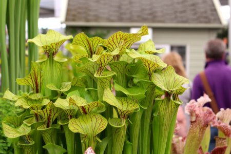 Chelsea Flower Show 2018-55