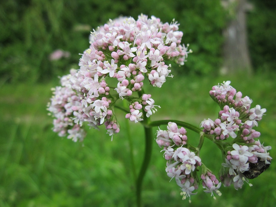 All-heal wildflower flora