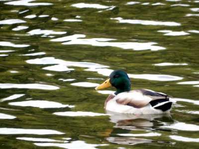 Mallard duck, male photo