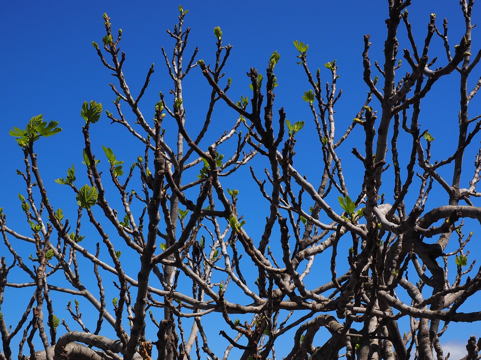 Ficus carica branches leaves