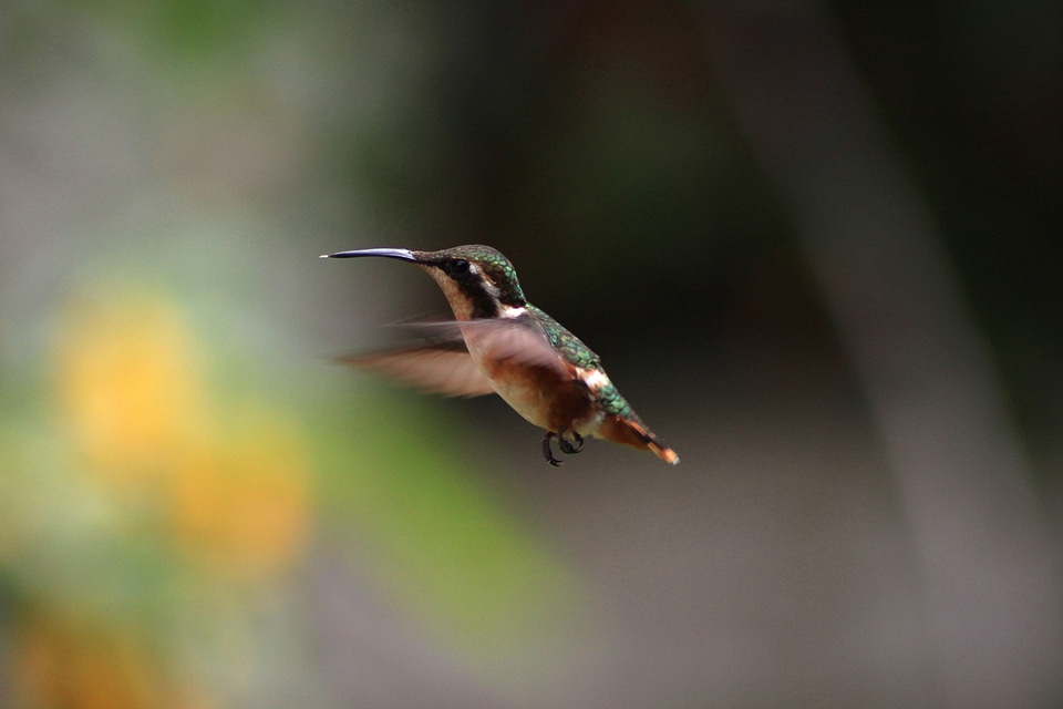 Wildlife flying green