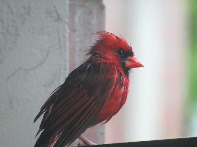 Rainy Day Cardinal photo