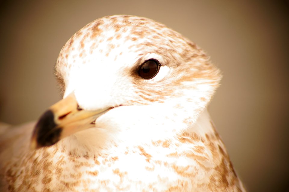 Bird free picture for blogs