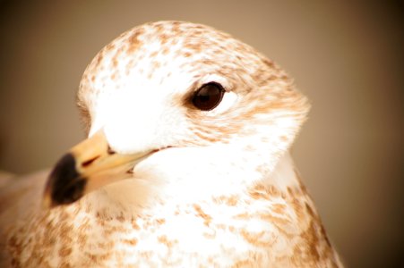 Bird free picture for blogs