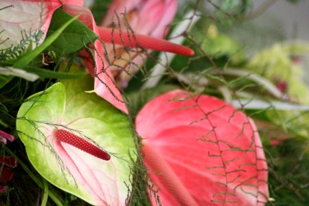 Chelsea Flower Show 2018-60