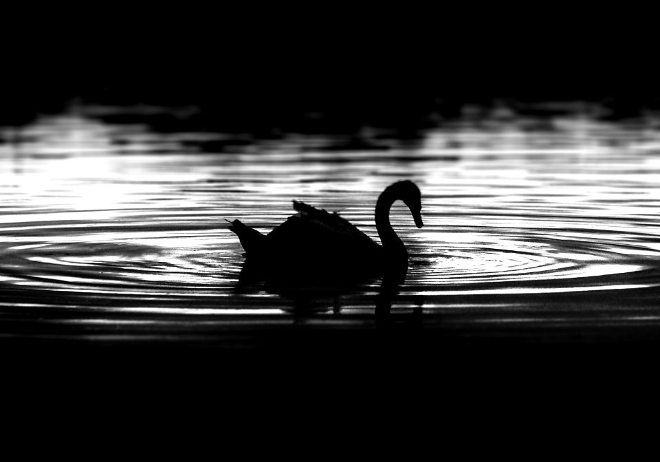 Schwan Baldeneysee Essen