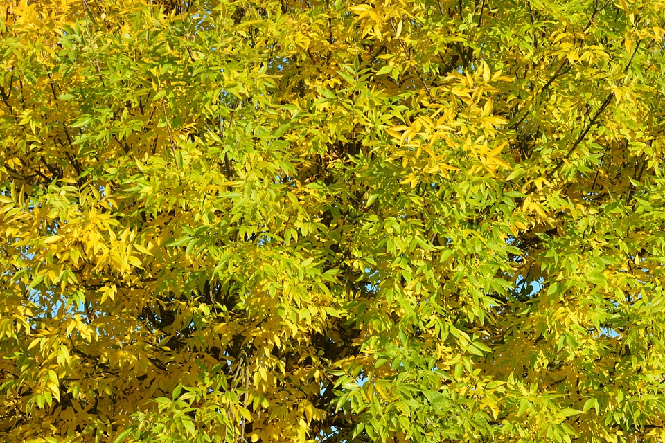 Colors yellow nature