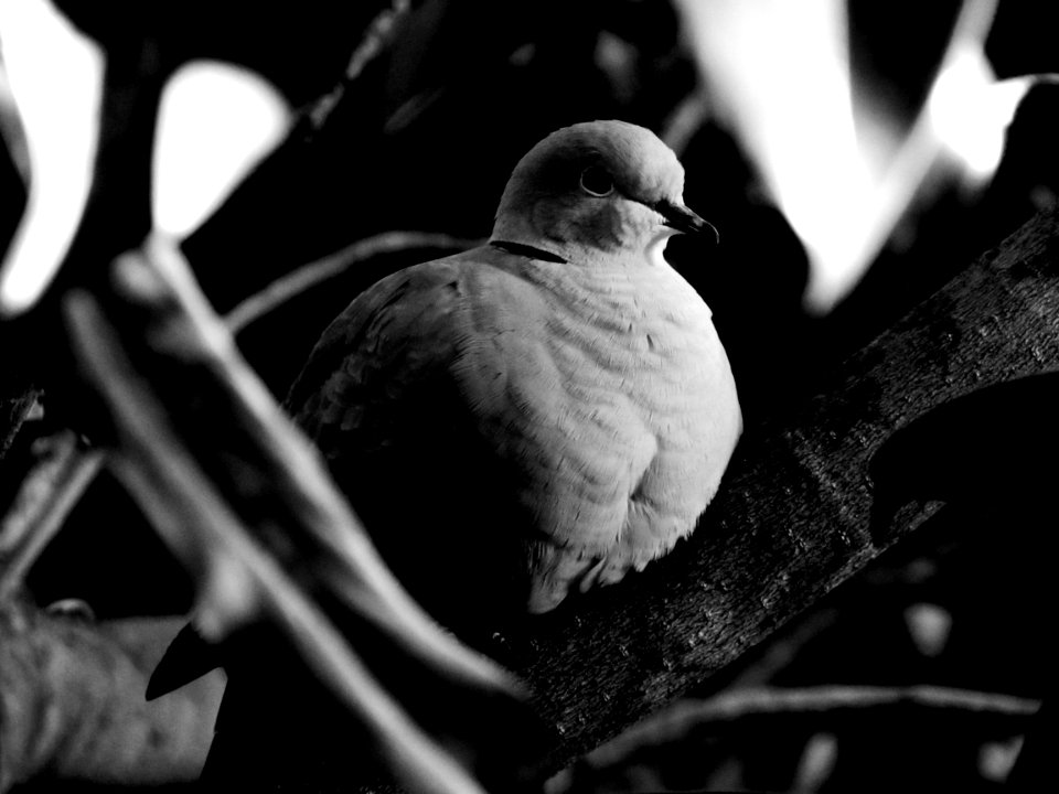 Black And White Dove