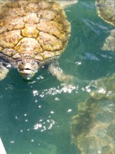 Day 125 Tortuga - green turtle Grand Cayman Island
