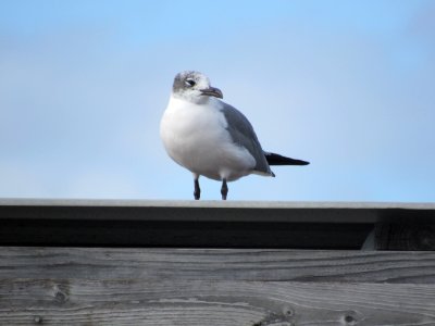 Did You Say Something