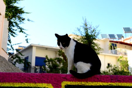 Cat in Rethymno Crete photo