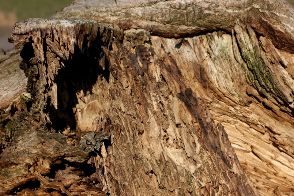 tree trunk wood 43 (1)