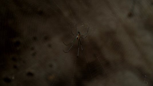 Araña photo