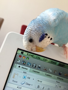 Young budgerigar bird on mac computer