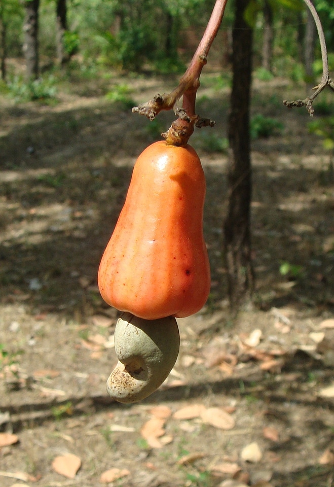 Cashew tree anacardium occidentale food