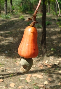 Cashew tree anacardium occidentale food
