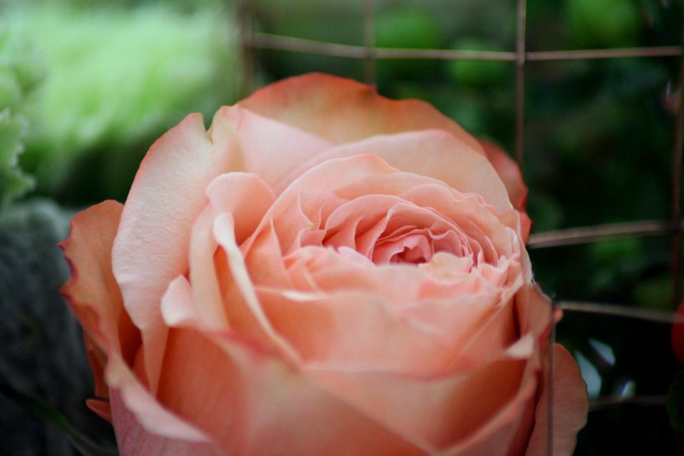 Chelsea Flower Show 2018-61
