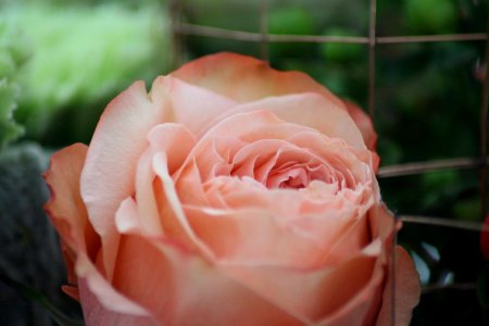 Chelsea Flower Show 2018-61