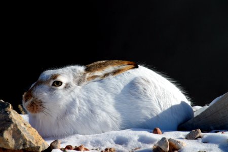 White-tailed jack rabbitThonhoff