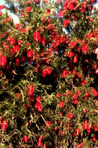 Flowers, W. Australia
