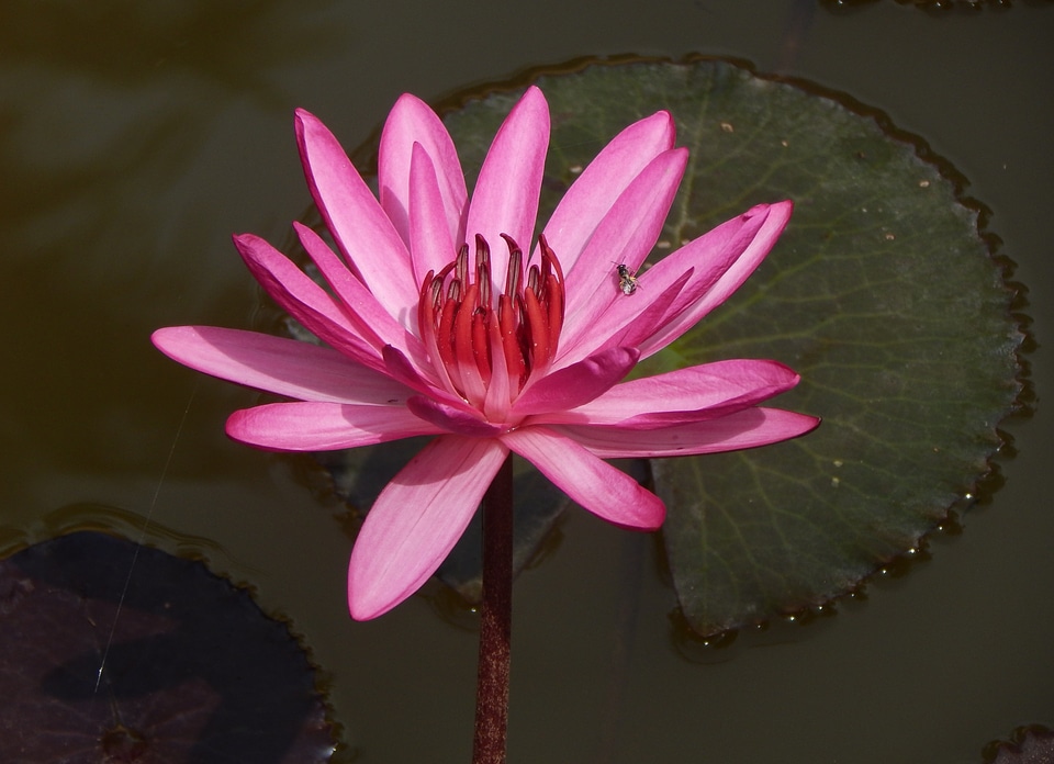 Red water lily lal shapla lal kamal