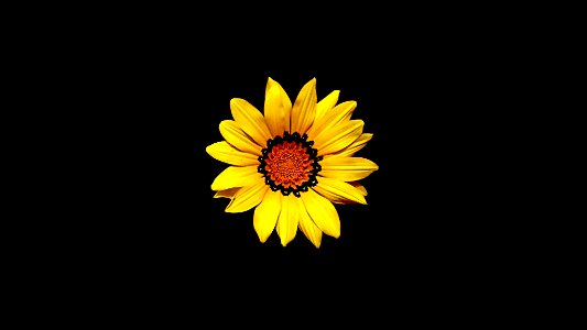 yellow and black flower photo