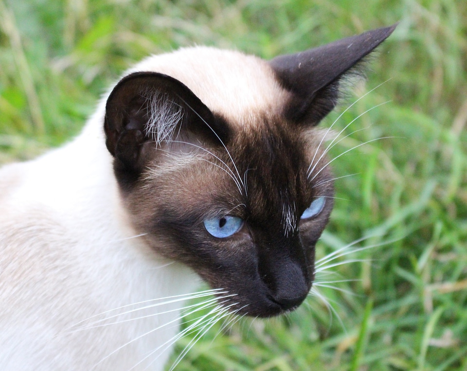 Thoroughbred blue blue eye
