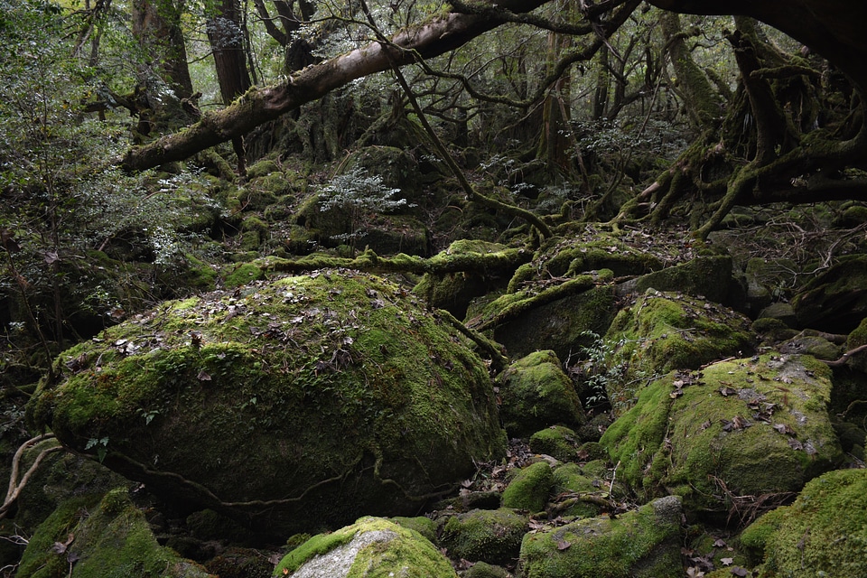 Princess mononoke moss deep forest