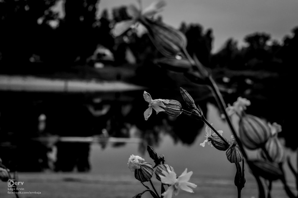 Baja in Black & White