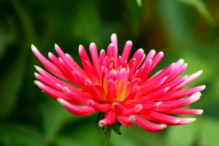 Dahlia photo